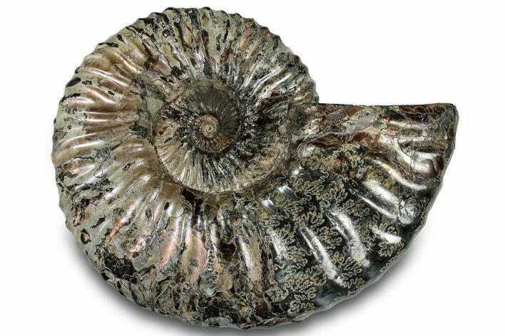 Iridescent Ammonite (Deshayesites) Fossil #301341